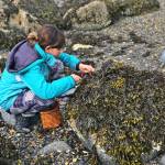 Niece Rhiannon harvests seaweed. (Courtesy Photo | Vivian Faith Prescott)