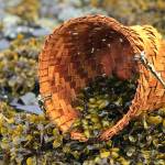 Planet Alaska: Harvesting the soon bloom