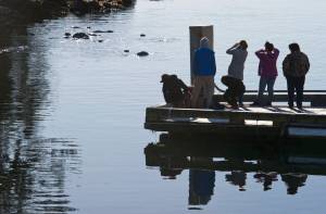 People watch a pod of Steller sea lions from a float at the Don D. Statter Memorial Boat Harbor in Auke Bay on Monday, Feb. 20, 2017. (Michael Penn | Juneau Empire File)
