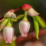 Courtesy Photo<strong> </strong>| <strong>Kerry Howard</strong><strong></strong>                                Blueberry blossoms in the sun at Lena Cove on April 6.