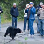 Tourists photograph an adolescent black bear as it crosses the road at the Mendenhall Glacier Visitor Center. (Michael Penn | Juneau Empire File)