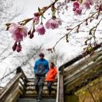 Kevin Prestegard and Liz Diamond descend the Calhoun Avenue stairs under a blossoming cherry tree on Friday, April 19, 2019. (Michael Penn | Juneau Empire)