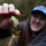 Erin Anais Heist picks devils club buds for her Eating Wild recipe in the Auke Recreation Area on Tuesday, April 23, 2019. (Michael Penn | Juneau Empire)