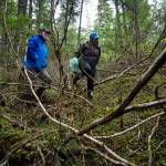 Erin Anais Heist picks devils club buds for her Eating Wild recipe while hiking with her father, Bill Hanson, in the Auke Recreation Area on Tuesday, April 23, 2019. (Michael Penn | Juneau Empire)