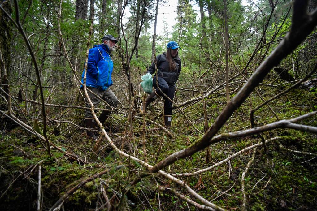 Erin Anais Heist picks devils club buds for her Eating Wild recipe while hiking with her father, Bill Hanson, in the Auke Recreation Area on Tuesday, April 23, 2019. (Michael Penn | Juneau Empire)
