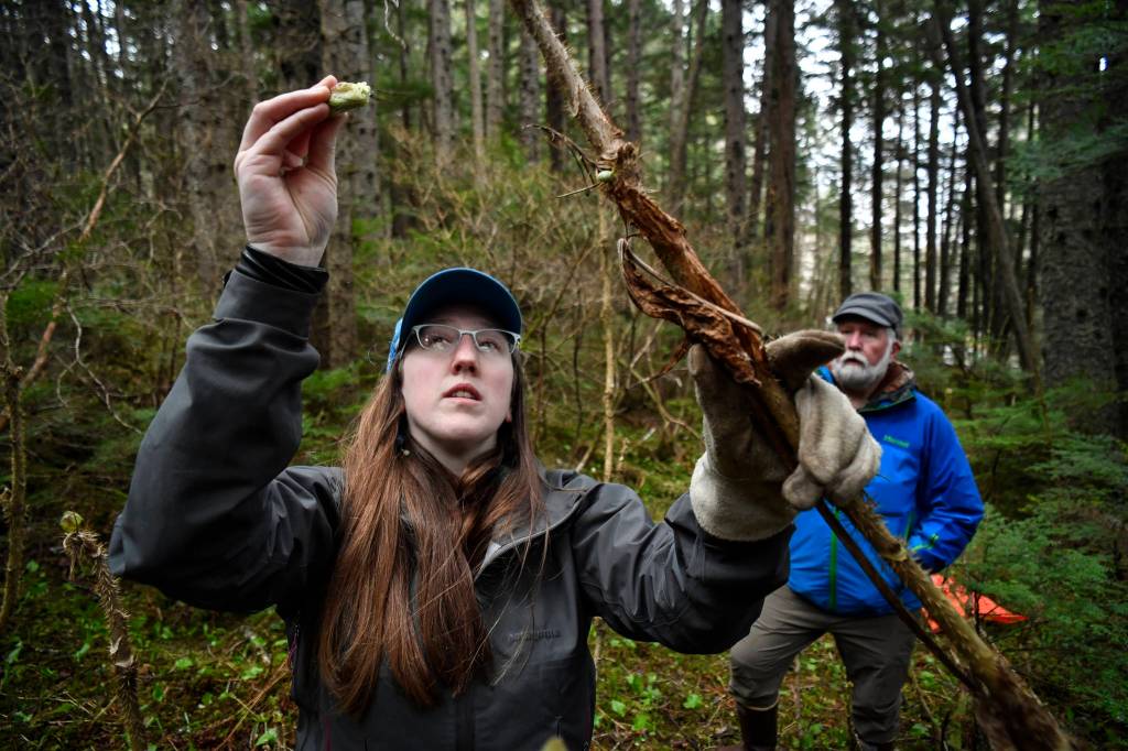 Erin Anais Heist picks devils club buds for her Eating Wild recipe while hiking with her father, Bill Hanson, in the Auke Recreation Area on Tuesday, April 23, 2019. (Michael Penn | Juneau Empire)