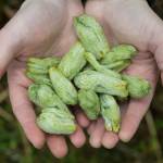 Erin Anais Heist gathers devils club buds for a her Eating Wild recipe in the Auke Recreation Area on Tuesday, April 23, 2019. (Michael Penn | Juneau Empire)