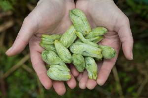 Devilishly delicious: Devil’s club is the star of this yummy halibut recipe