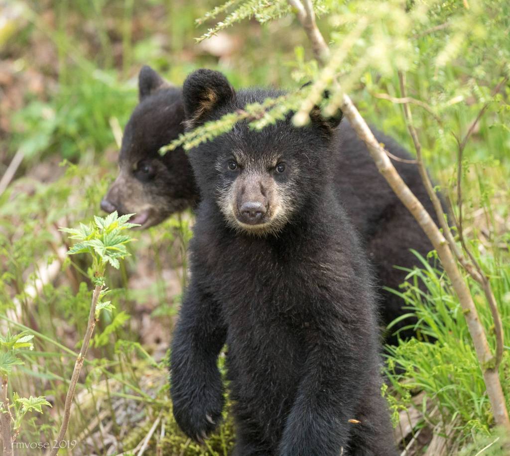 Curious cubs explore Steep Creek on May 18, 2019. (Courtesy Photo | Gina Vose)
