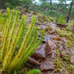Club moss, a type of fern, seen on East Glacier Trail in Juneau on April 17, 2019. (Courtesy Photo | Kerry Howard)