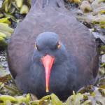 A black oystercatcher near Auke Recreation Area on April 19, 2019. (Courtesy Photo | Steve Hamilton)