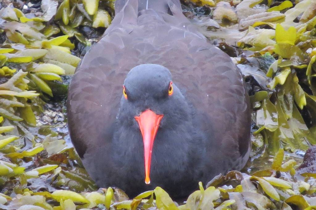 A black oystercatcher near Auke Recreation Area on April 19, 2019. (Courtesy Photo | Steve Hamilton)