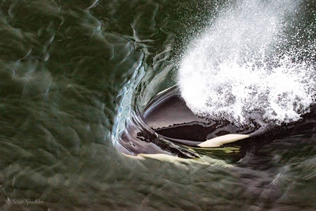 Allen Marine passengers reflect on the head of an orca near Funter Bay on May 18, 2019. (Courtesy Photo | Scott Spickler)