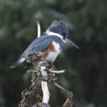 A female belted kingfisher along the Mendenhall River on April 19, 2019. (Courtesy Photo | Wendy Hamilton)