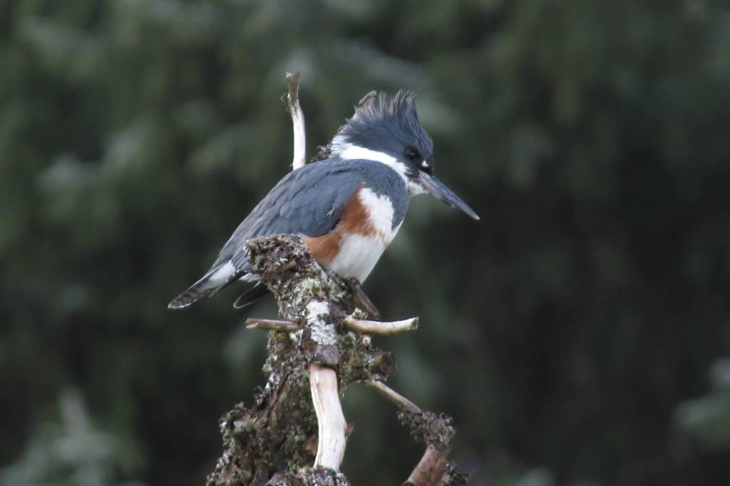 A female belted kingfisher along the Mendenhall River on April 19, 2019. (Courtesy Photo | Wendy Hamilton)