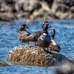 Harlequin ducks at low tide in Berners Bay on April 27, 2019. (Courtesy Photo | Kenneth Gill)