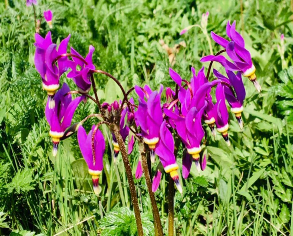 A group of shooting stars at Point Bridget State Park on May 22, 2019. (Courtesy Photo | Denise Carroll)