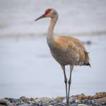 A sandhill crane pauses to soak up the sun in Homer on May 9. (Courtesy Photo | Kerry Howard)