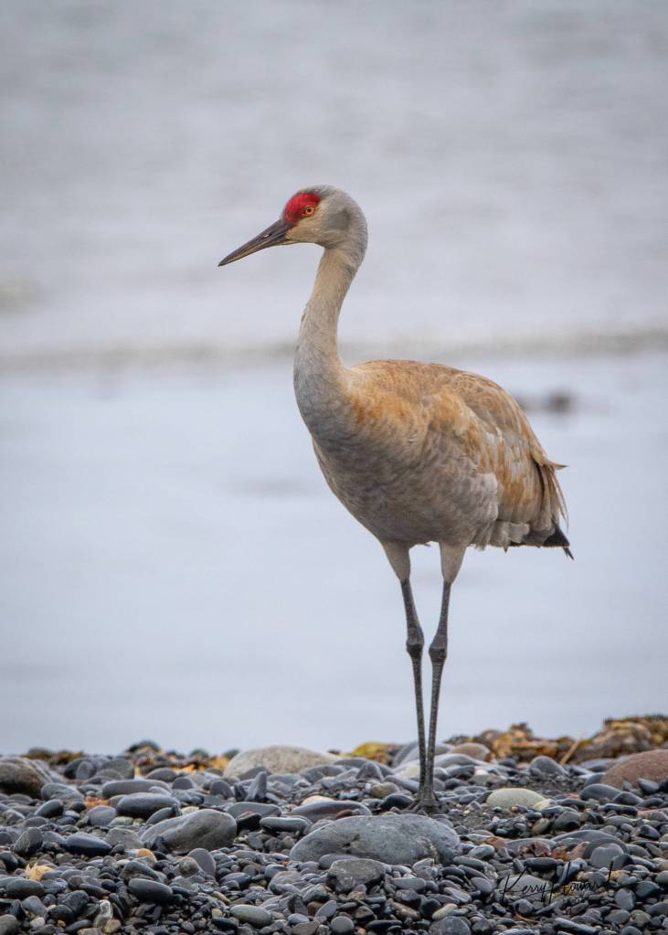 A sandhill crane pauses to soak up the sun in Homer on May 9. (Courtesy Photo | Kerry Howard)