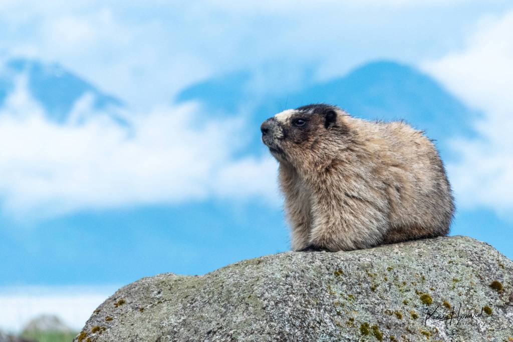 A marmot enjoys a sunny day on a beach rock along Cowee Creek Trail on May 15, 2019. (Courtesy Photo | Kerry Howard)