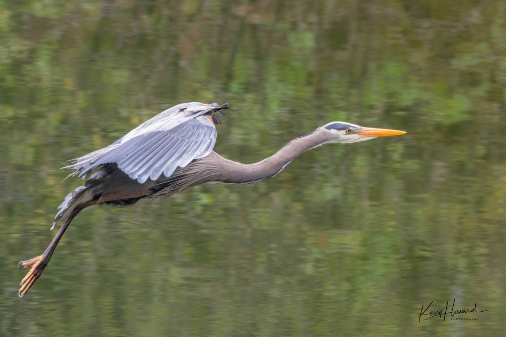 A great blue heron takes flight near the Mendenhall Glacier on May 19, 2019. (Courtesy Photo | Kerry Howard)