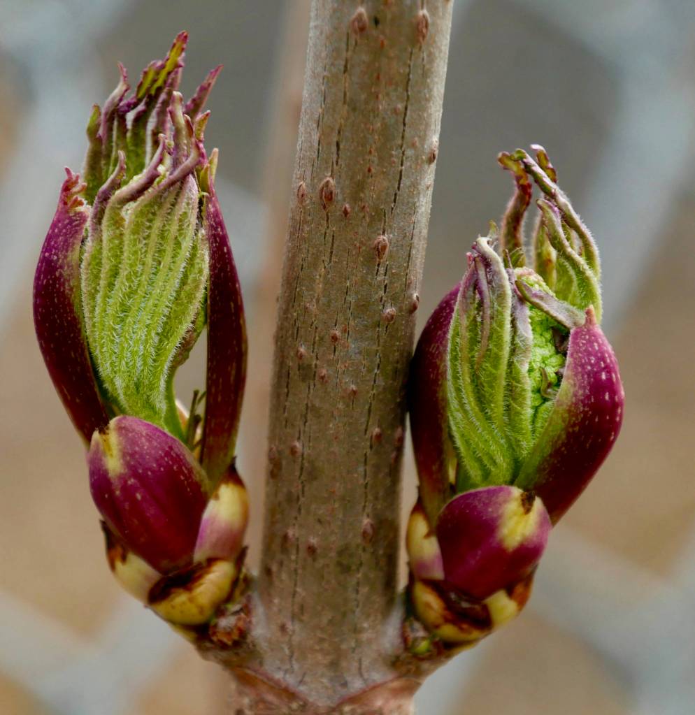 A budding elderberry tree along the Airport Dike Trail on May 22, 2019. (Courtesy Photo | Janine Reep)