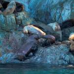 Stellar sea lions sunbathe on Benjamin Island in Juneau. (Courtesy Photo | Janice Gorle)