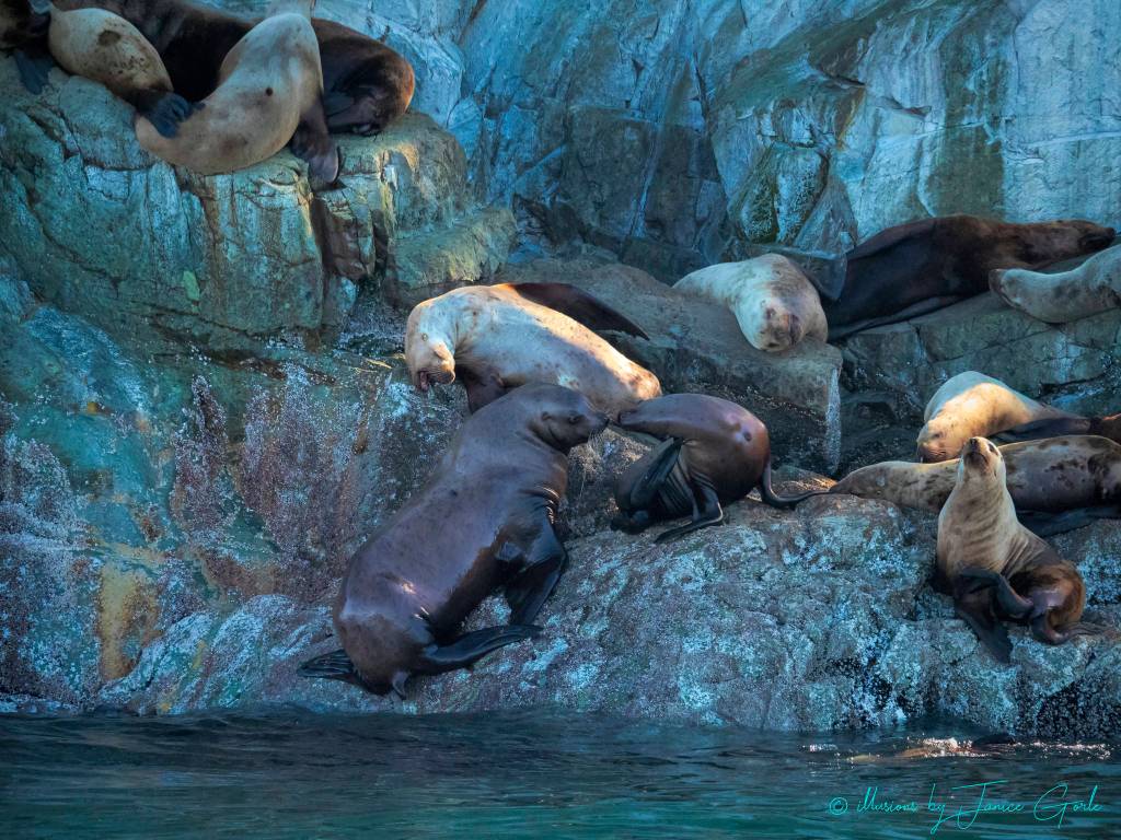 Stellar sea lions sunbathe on Benjamin Island in Juneau. (Courtesy Photo | Janice Gorle)