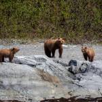 A family of brown bears at Glacier Bay on May 11, 2019. (Courtesy Photo | Janice Gorle)