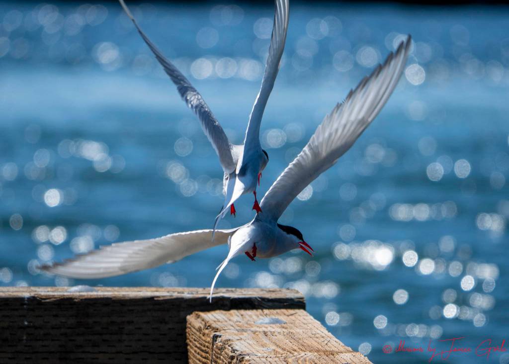 Arctic terns return to Juneau on May 12, 2019. (Courtesy Photo | Janice Gorle)