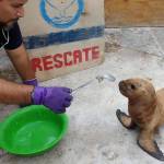 Dr. Carlos Yaipen-Llanos, a marine veterinarian, ocean scientist in Peru, treats an animal. Yaipen-Llanos is on the advisory board for Turning the Tides, a Juneau nonprofit that has an environmental awareness event planned for May 5. (Courtesy Photo | Turning the Tide)