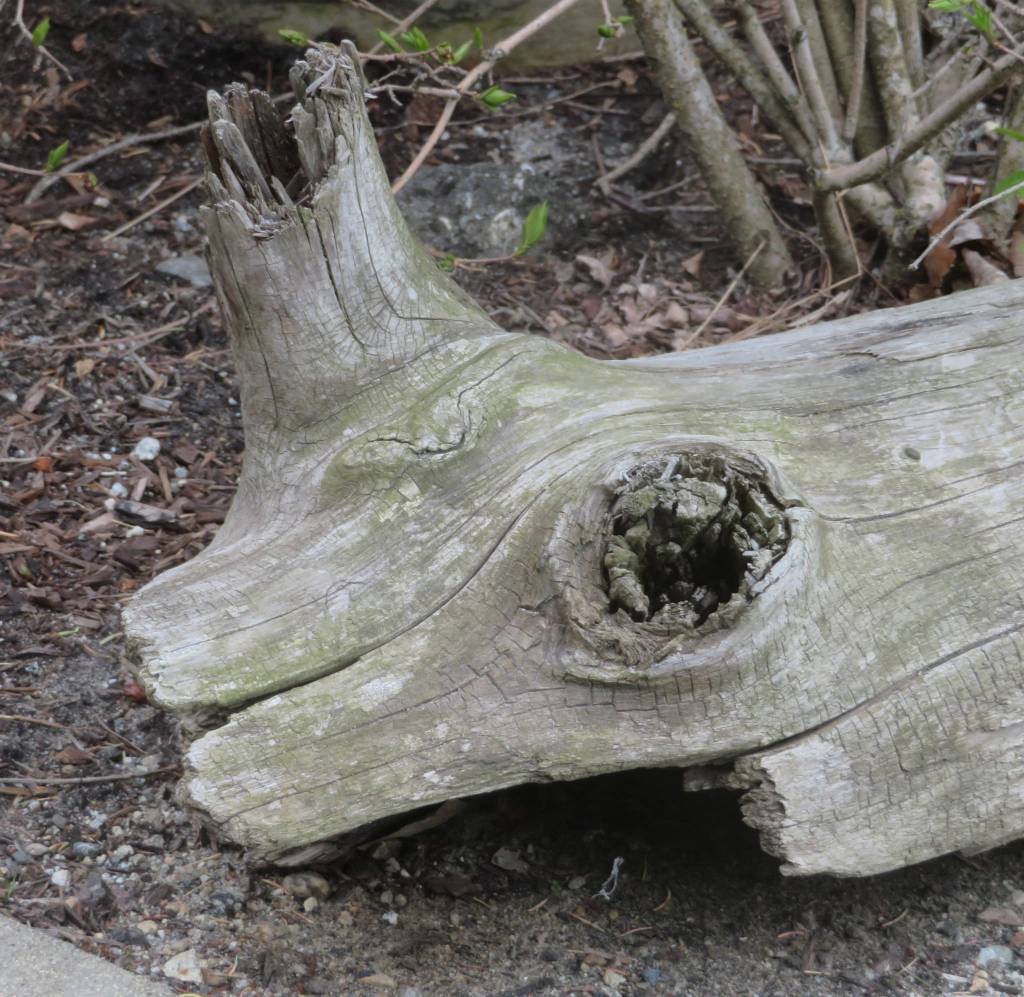 A big-eyed wooden creature with a cute smile and a unicorn found near the Skagway cruise ship dock. (Courtesy Photo | Ray Tsang)
