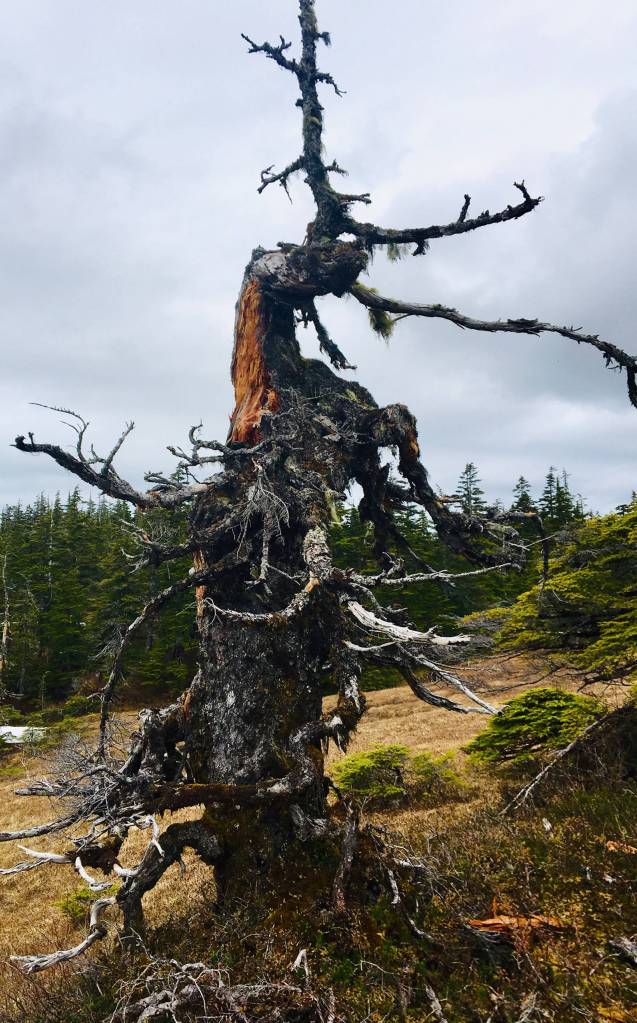 A survivor of Spaulding Meadows on May 10, 2019. (Courtesy Photo | Denise Carroll)