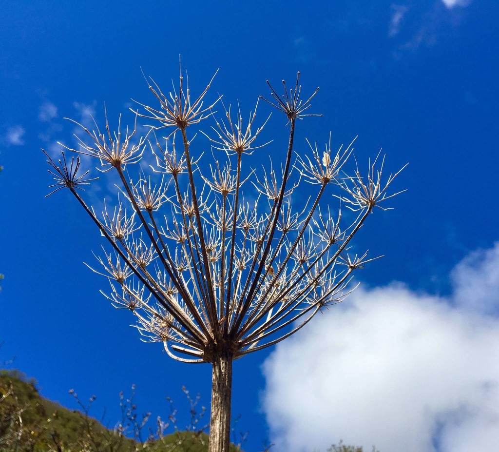 A remnant of last years cow parsnip along Sheep Creek Trail on May 17, 2019. (Courtesy Photo | Denise Carroll)