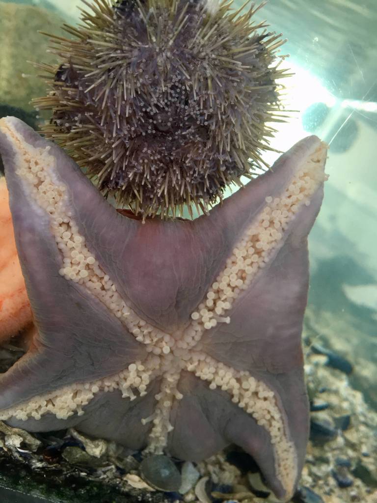 Sea life shapes at the Douglas Island Pink & Chum Macaulay Salmon Hatchery on May 17, 2019. (Courtesy Photo | Denise Carroll)