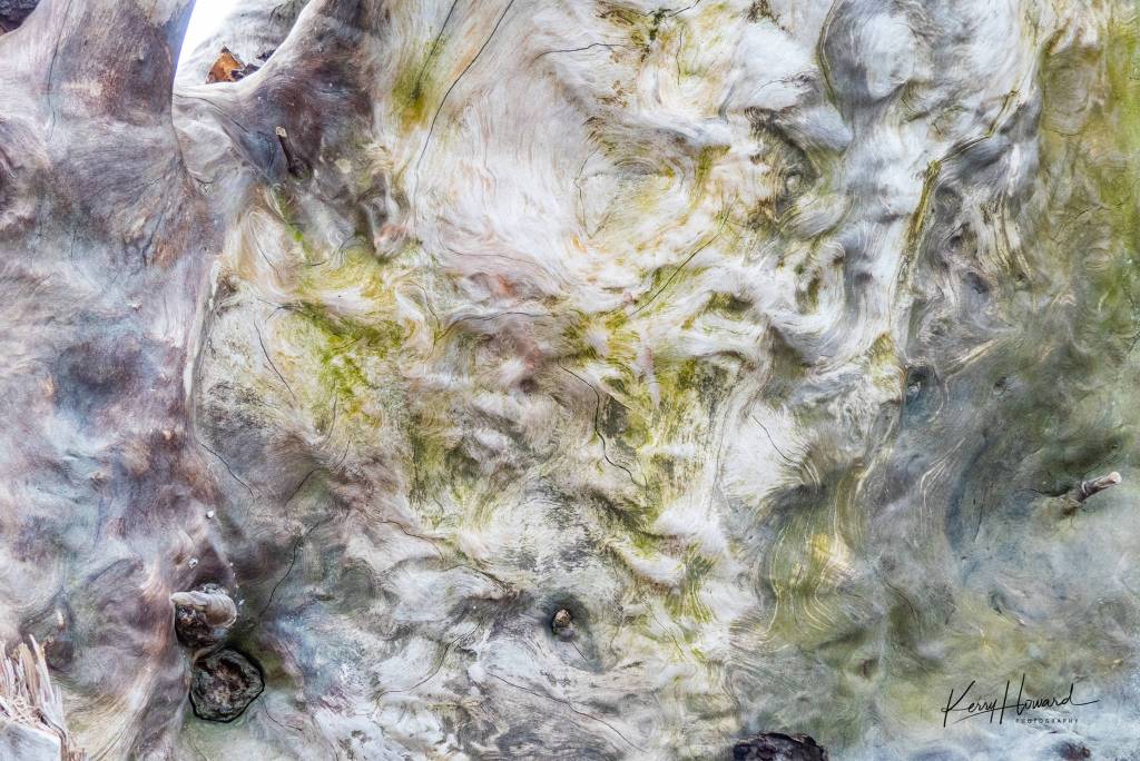 Patterns and colors on old driftwood along Cowee Creek Trail on May 15, 2019. (Courtesy Photo | Kerry Howard)