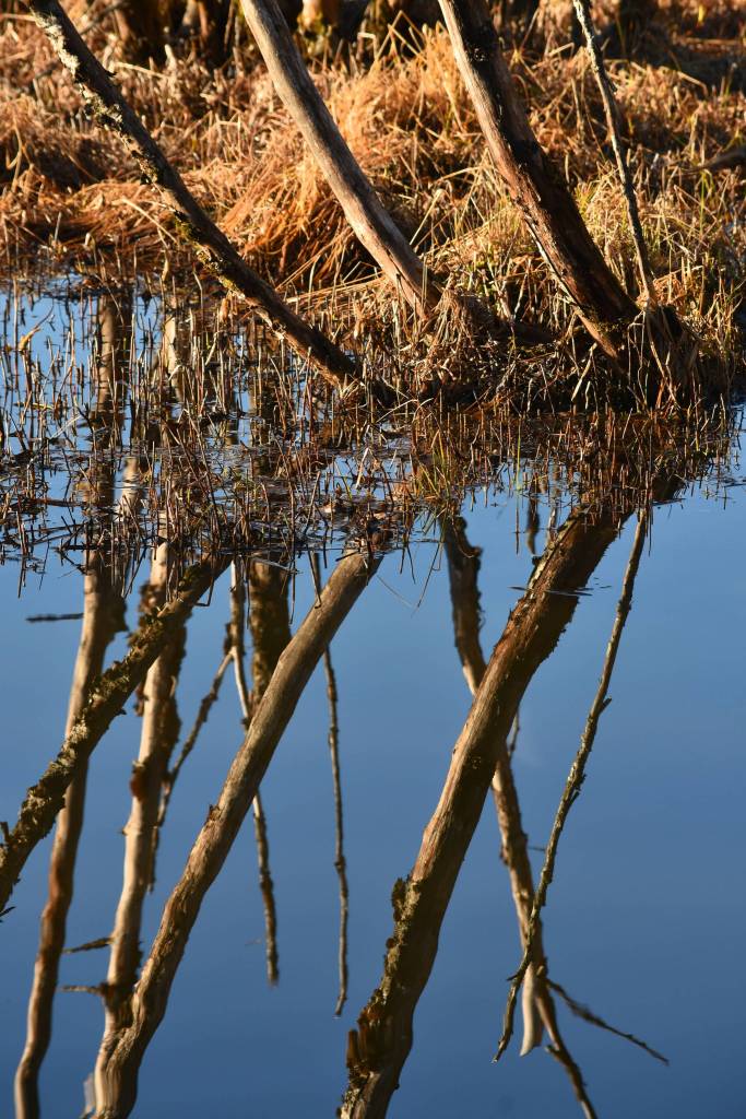 Reflections of trees as seen at the Mendenhall Campground on April 26, 2019. (Courtesy Photo | Linda Shaw)
