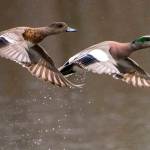 Finding solace in nature amid grief and despair