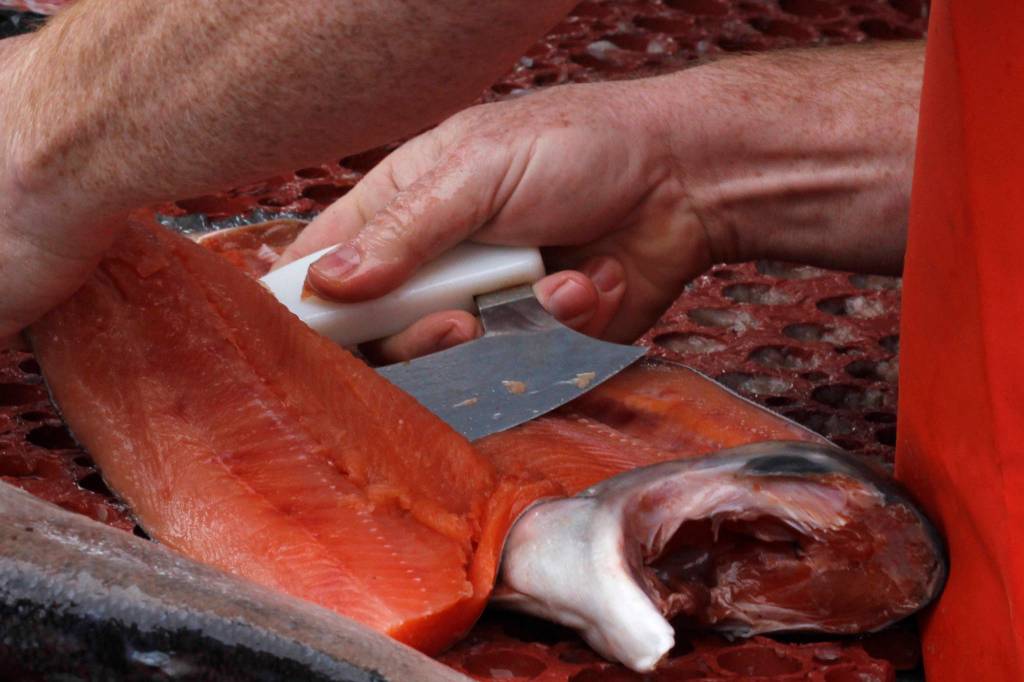 Mike Eberhardt fillets a salmon at the Maritime Festival on Saturday, May 4, 2019. (Alex McCarthy | Juneau Empire)