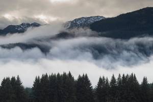 Environmental orgs sue Forest Service over ‘mammoth’ Southeast timber sale