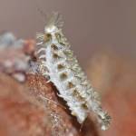 A bristly millipede. (Courtesy Photo | Bob Armstrong)