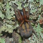 What lurks beneath: Creatures under tree bark and the stories they tell