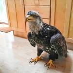 This May 4, 2019 photo shows the eagle that flew through the plate glass window into the living room of Stacy Studebaker in Kodiak, Alaska. (Stacy Studebaker)