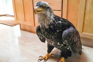 Eagle crashes into Kodiak home