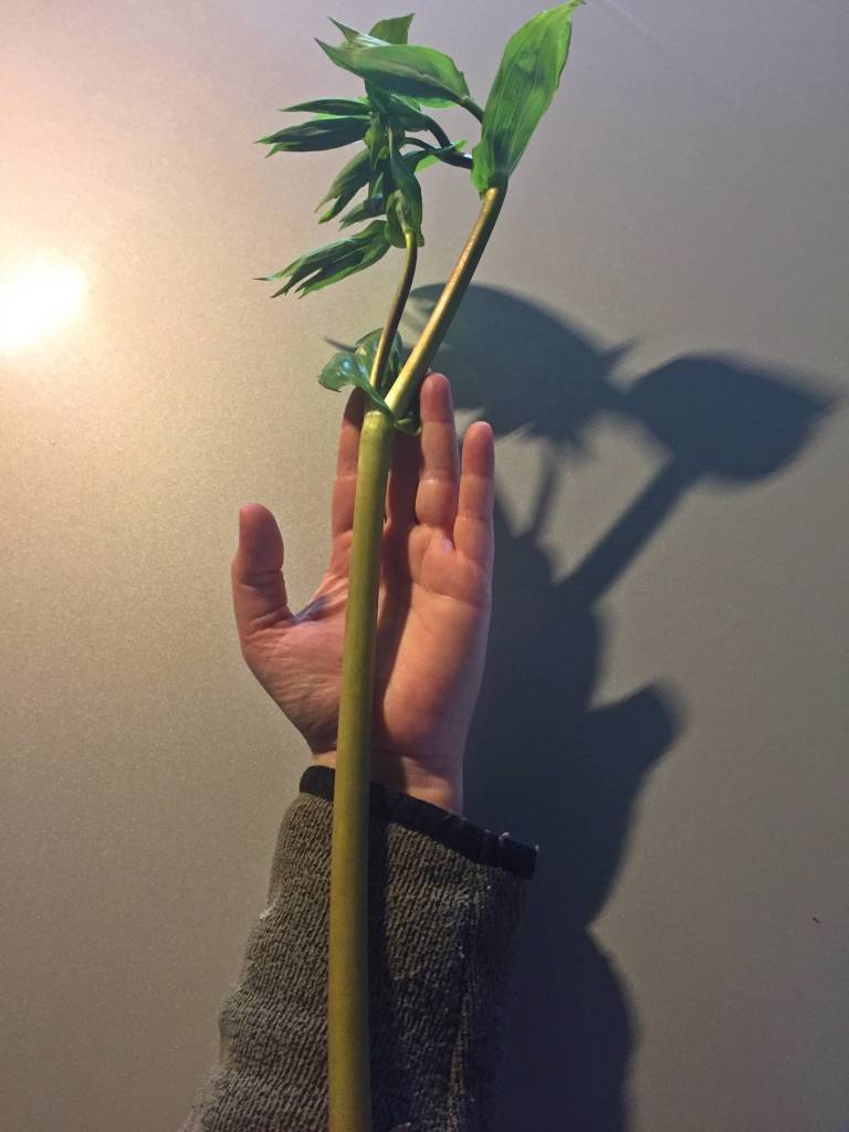 A watermelon berry plant stalk size comparison. (Courtesy Photo | Vivian Mork Yéilk)