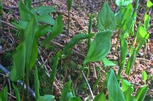 Get out there and forage. Here’s what to look for, and a few recipes.