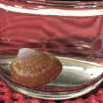 Why should anyone care about clam breath?