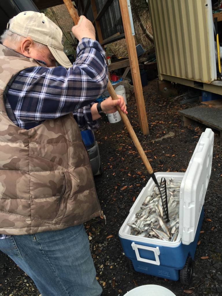 Mickey Prescott brines the hooligan. (Courtesy Photo | Vivian Faith Prescott)