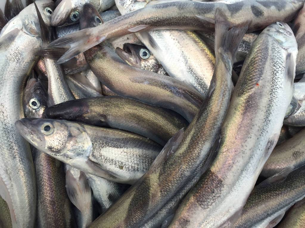 A tote full of hooligan. (Courtesy Photo | Vivian Faith Prescott)