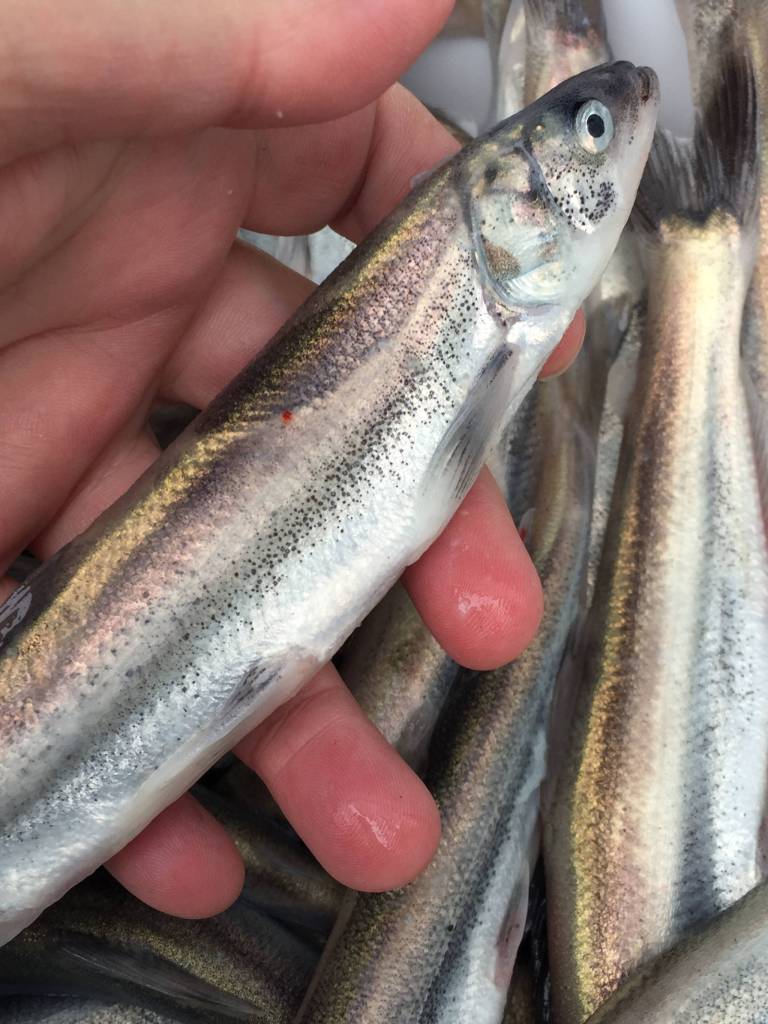 Stikine River hooligan. (Courtesy Photo | Vivian Faith Prescott)